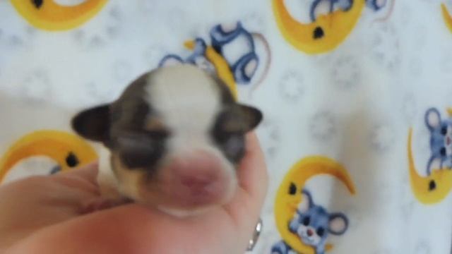 Щенок породы ЧИХУАХУА возраст 5 дней / Сынок Умы Др 04/02/2022 / питомник РКФ Мари Мистик ПРОДАН