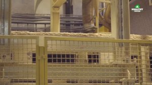 Хвойная изоляция Steico: Сухой способ производства