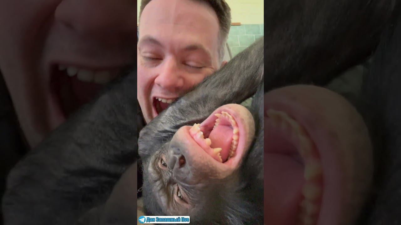 ОНИ ОБА СУМАСШЕДШИЕ?! Что творит этот парень с обезьяной?!)) смотреть онлайн