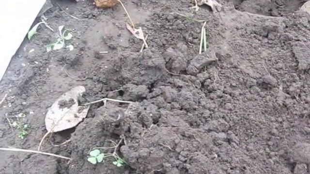Копаем чуфу