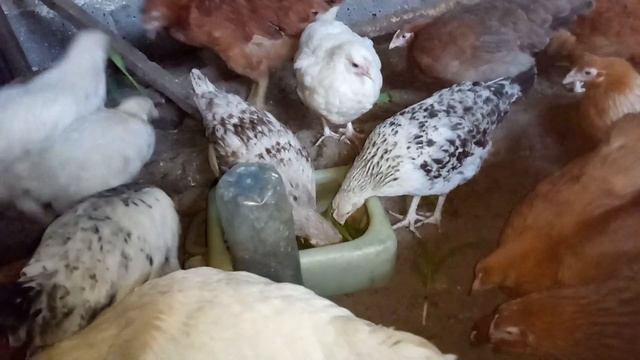 Пророщенная кукуруза для цыплят. Первый раз пробуют сладкую кукурузу смотреть онлайн