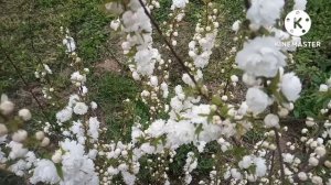 Сакура и Хеномелес. Две японки в одном обзоре.