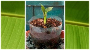 Как вырастить Карликовый Банан дома (часть 1)