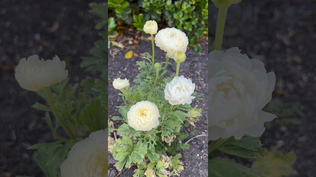 Persian Buttercup Flowers