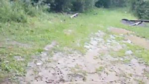 Соленые огурцы. Хрустящие, вкусные, долго хранятся. Как солить огурцы правильно!