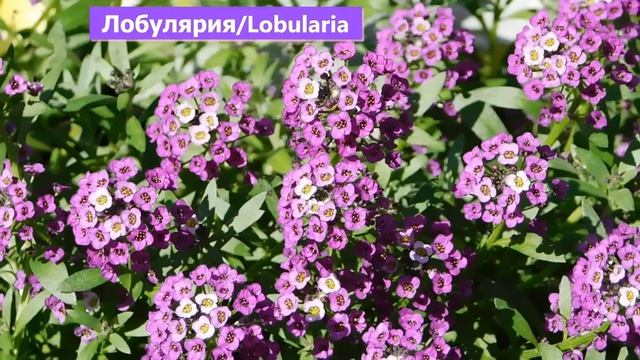 30 КРАСИВЫХ ЦВЕТОВ, которые можно посеять осенью в сад