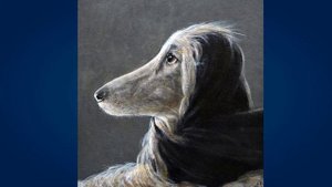 Афганская борзая (Afghan Hound)