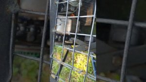 самодельное багги