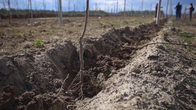 Люди пришли на помощь в яблоневый сад! Включаем “турбо-режим”. Закладка сада с нуля / Антон Пермяко смотреть онлайн