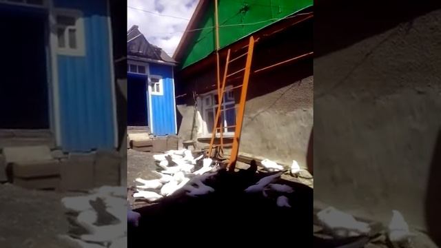 Ставропольские высоколетные голуби