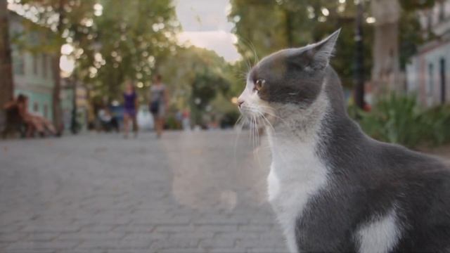 Чем мурлыкают КОТЫ? - Science Box