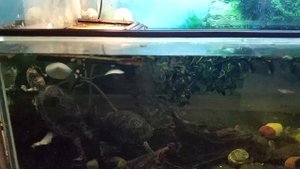 Европейская болотная черепаха (Emys orbicularis) - описание, кормление, содержание