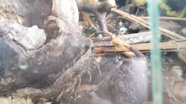Мокрицы - друзья и враги улиток. Чистят террариум и убивают слабых. Snails and woodlice. Дети Алоэ смотреть онлайн