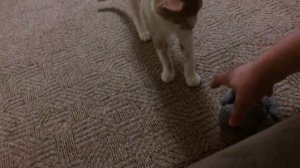 Жесть!!!Коту отрезали голову!!!!