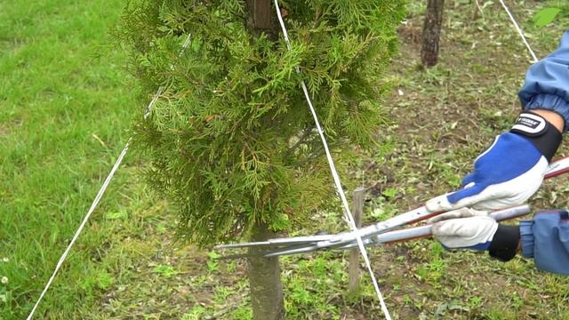 Топиарные фигуры - как «вырастить» слона в огороде? смотреть онлайн