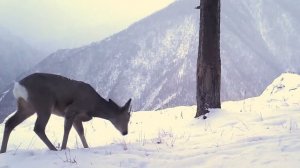 В Саяно-Шушенском заповеднике живет свой единорог 😁Видео Саяно-Шушенского заповедника