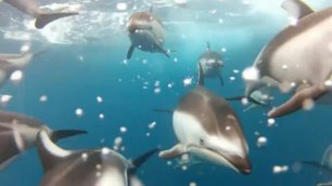 Под водой с дельфинами 