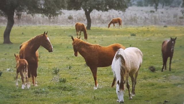 #musica e #imagenes #video de #naturaleza смотреть онлайн