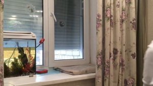 Уютный домик на подоконнике 💖 Pretty Polly ✨