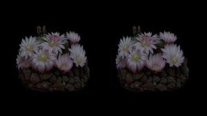VR 180°3D            Timelapse 1