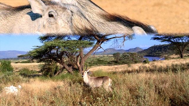 Животные африки-African animals. смотреть онлайн