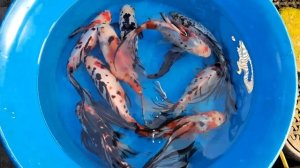 Шубункины для прудов и аквариума.WhatsApp 89272272795