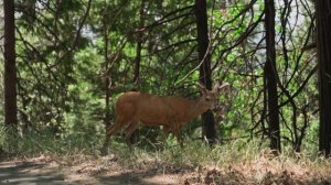 5 самых необычных видов животных, найденных на этой удивительной планете