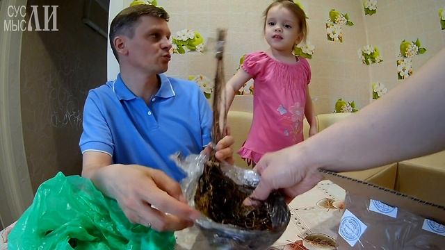 НПО "Сады России" / Вишня Бессея / Земляника садовая Пайнберри смотреть онлайн