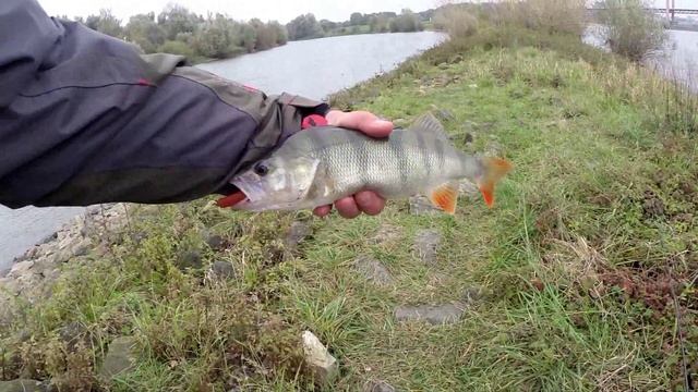 Жор хищника на Рейне смотреть онлайн