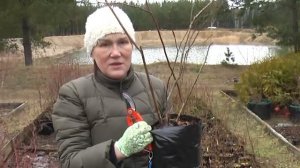 Как выращивать голубику в контейнерах