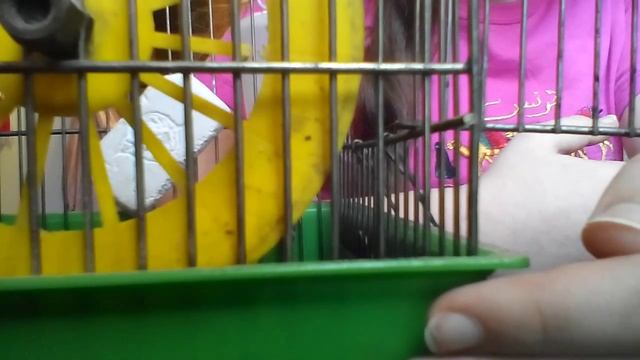 Приручения джунгарского хомяка к рукам урок2 смотреть онлайн