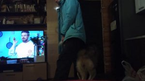 Маламут встречает после работы