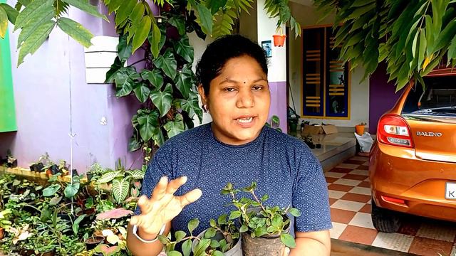 Gold coins ഇനി നിങ്ങളുടെ തൂക്കുച്ചട്ടിയിലും #golden globe plant#gold coins plant смотреть онлайн