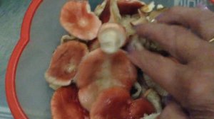 СЫРОЕЖКИ-СЪЕДОБНЫЕ ГРИБЫ