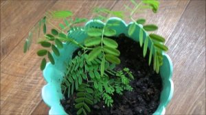 Делоникс Королевский  - 5