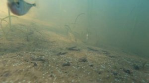 Речная рыбка КОЛЮШКА 4k