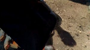 Как правильно забить свинью //Жизнь в деревне