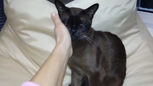 Замечательный кот БУРМА\\Питомник бурмArctic Silk смотреть онлайн