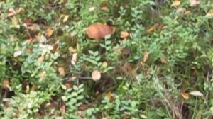 Грибы в Кирилловском - 2