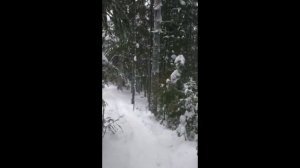 Сибирь-тайга 1