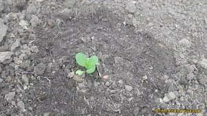 Посадка Пекинской Капусты В Открытый Грунт