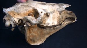 нижняя челюсть домашних животных