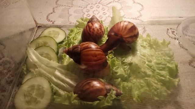 Ахатины гигантские смотреть онлайн