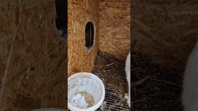 22 февраля. утренняя кормежка смотреть онлайн