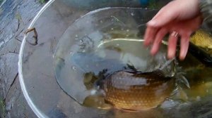 всегда свежий живой карась