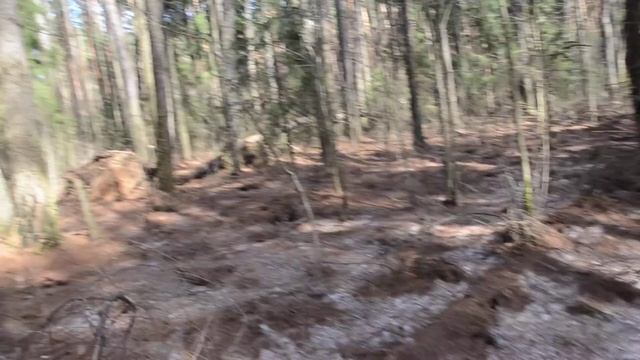 лиственница, Пушкинский лес смотреть онлайн