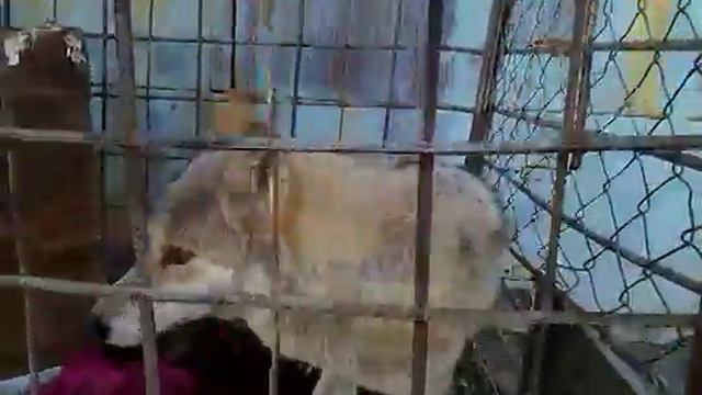 волк и человек смотреть онлайн