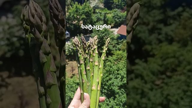Как по-грузински называется спаржа? смотреть онлайн