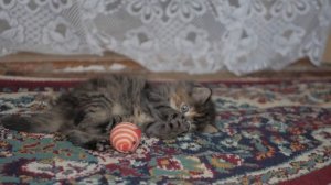 Почему КОТИКИ много СПЯТ? | Любопытное о кошках