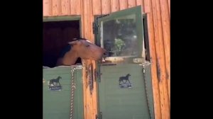 Животные придурки эпизод 1